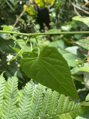 Zehneria