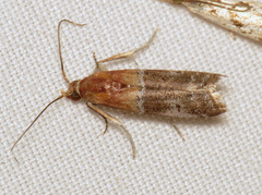 Moodna pallidostrinella