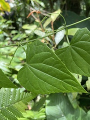 Zehneria