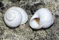 Sphincterochila