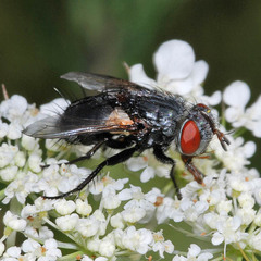 Pseudogonia