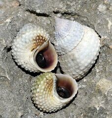 Cenchritis muricatus