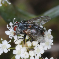 Exoristinae