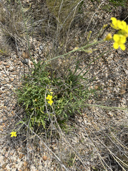 Diplotaxis tenuifolia