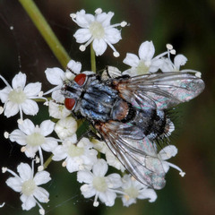 Exoristinae