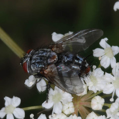 Exoristinae