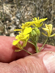Diplotaxis tenuifolia