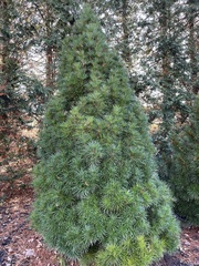 Sciadopitys verticillata