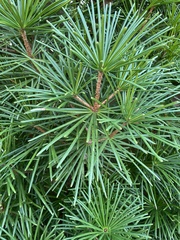 Sciadopitys verticillata