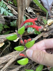 Aeschynanthus