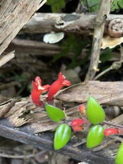 Aeschynanthus