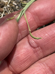 Diplotaxis tenuifolia