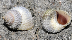 Cenchritis muricatus