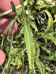 Diplotaxis tenuifolia