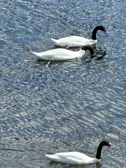 Cygnus melancoryphus