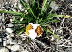 Tetraneuris linearifolia