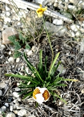 Tetraneuris linearifolia