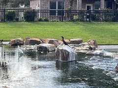 Nannopterum brasilianum