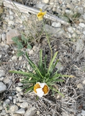 Tetraneuris linearifolia