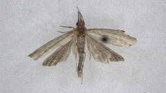 Tortricoidea