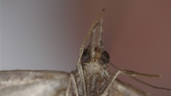 Tortricoidea