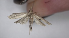 Tortricoidea