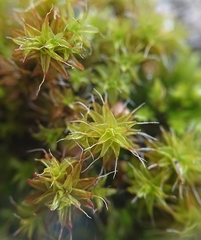 Syntrichia ruralis