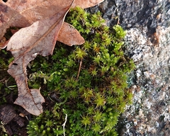 Syntrichia ruralis