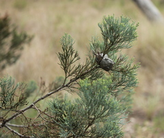 Callitris endlicheri