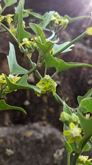 Araujia brachystephana