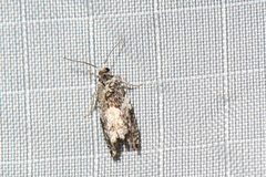 Gypsonoma adjuncta