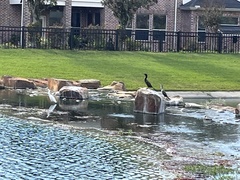 Nannopterum brasilianum