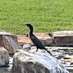 Nannopterum brasilianum