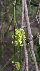 Galium latoramosum