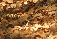 Pituophis catenifer affinis