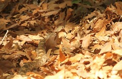 Pituophis catenifer affinis