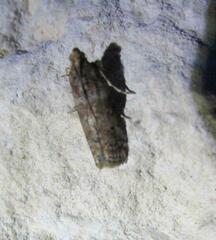 Sciota rubrisparsella