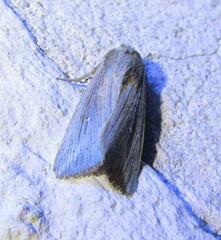 Leucania subpunctata