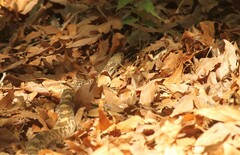 Pituophis catenifer affinis