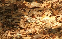 Pituophis catenifer affinis