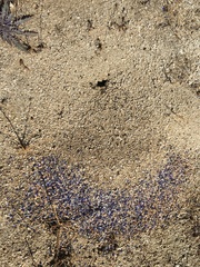 Veromessor pergandei