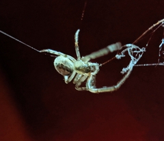 Araneoidea