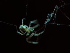 Araneoidea