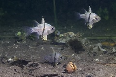 Sphaeramia orbicularis