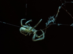 Araneoidea