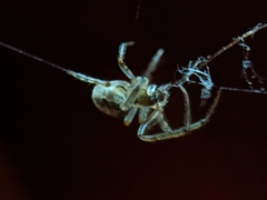 Araneoidea