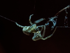Araneoidea