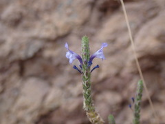 Lavandula tenuisecta