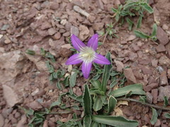 Campanula filicaulis