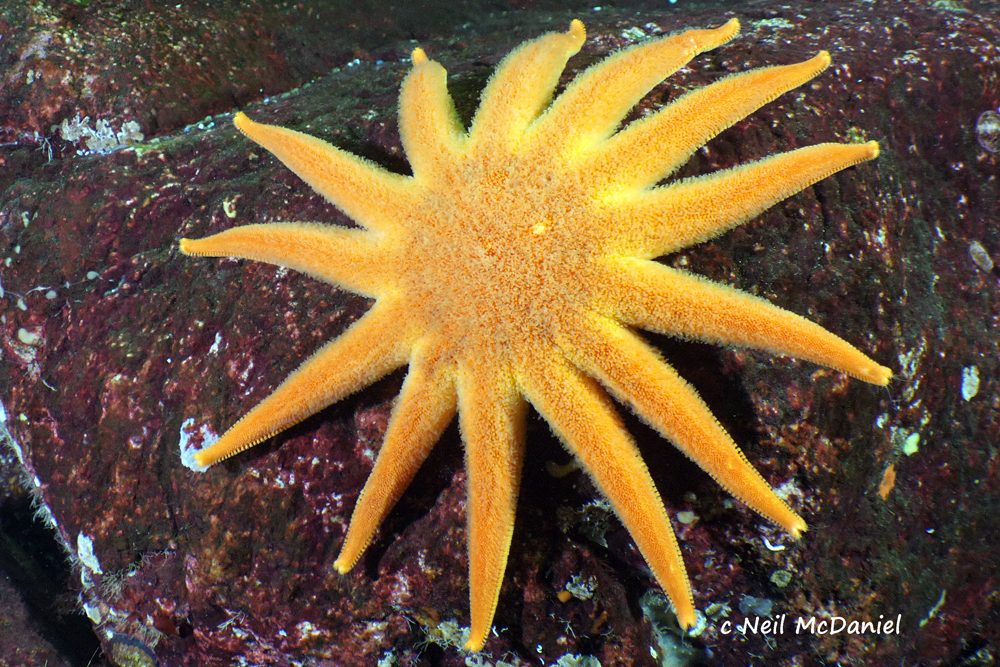 Morning sun star